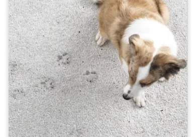 Carpet Stains | Kay Riley Flooring and Design