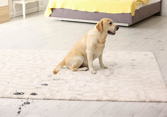 Dry Stains care | Kay Riley Flooring and Design